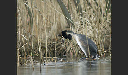 Haubentaucher (Podiceps cristatus)