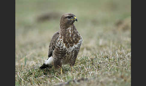 Mäusebussard (Buteo buteo)