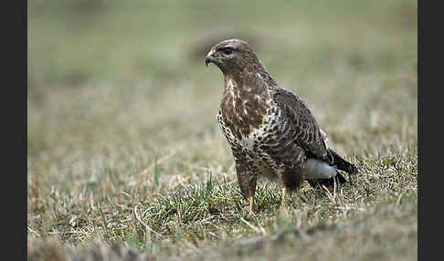 Mäusebussard (Buteo buteo)