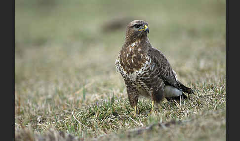 Mäusebussard (Buteo buteo)