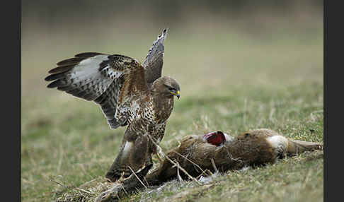 Mäusebussard (Buteo buteo)