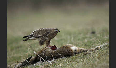 Mäusebussard (Buteo buteo)