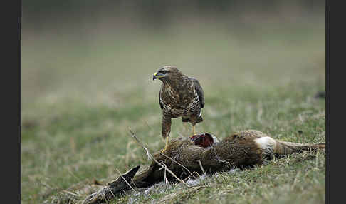 Mäusebussard (Buteo buteo)