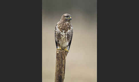 Mäusebussard (Buteo buteo)