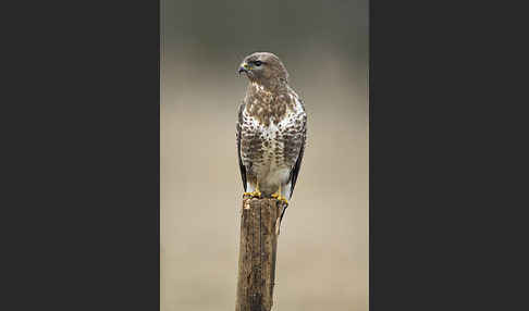 Mäusebussard (Buteo buteo)