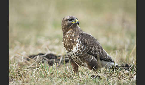 Mäusebussard (Buteo buteo)