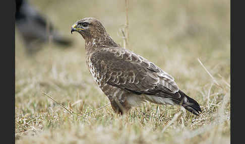 Mäusebussard (Buteo buteo)