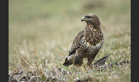 Mäusebussard (Buteo buteo)