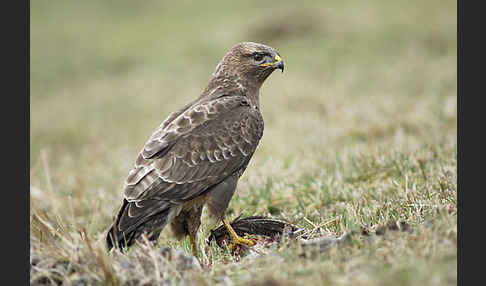 Mäusebussard (Buteo buteo)