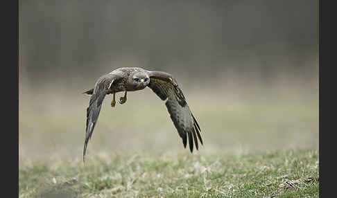 Mäusebussard (Buteo buteo)