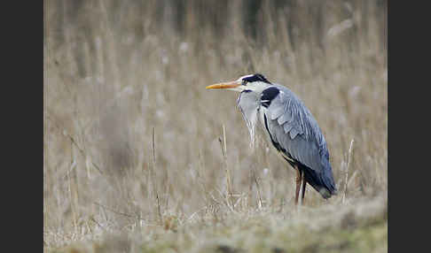 Graureiher (Ardea cinerea)