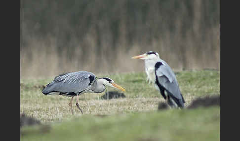 Graureiher (Ardea cinerea)