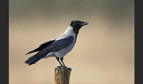 Nebelkrähe (Corvus corone cornix)