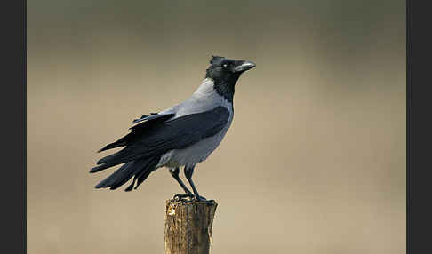 Nebelkrähe (Corvus corone cornix)