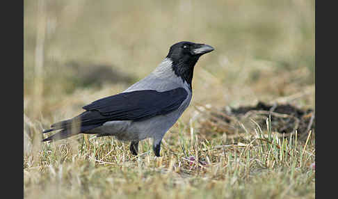 Nebelkrähe (Corvus corone cornix)