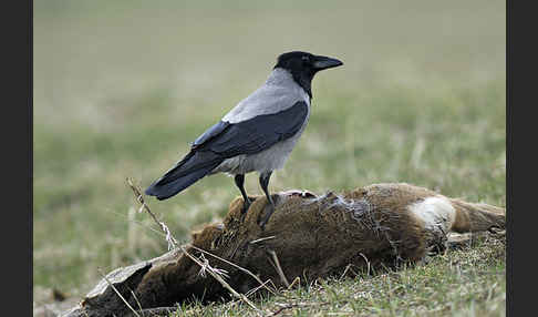 Nebelkrähe (Corvus corone cornix)