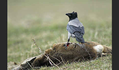 Nebelkrähe (Corvus corone cornix)