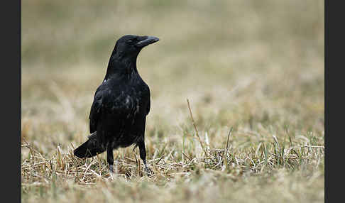 Rabenkrähe (Corvus corone corone)