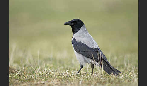 Nebelkrähe (Corvus corone cornix)