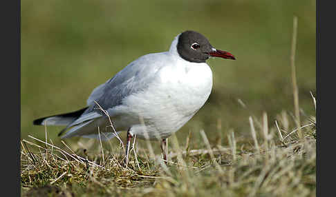 Lachmöwe (Larus ridibundus)