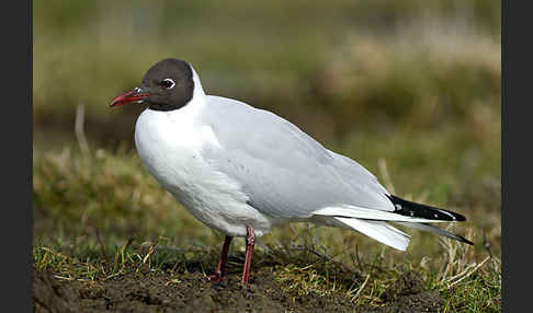 Lachmöwe (Larus ridibundus)