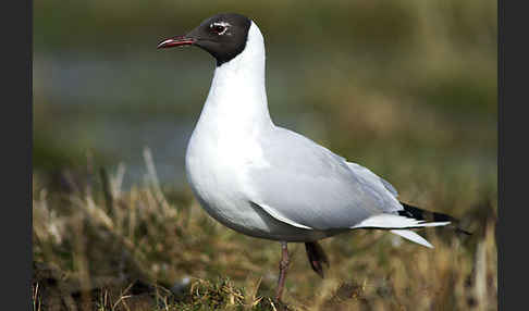 Lachmöwe (Larus ridibundus)