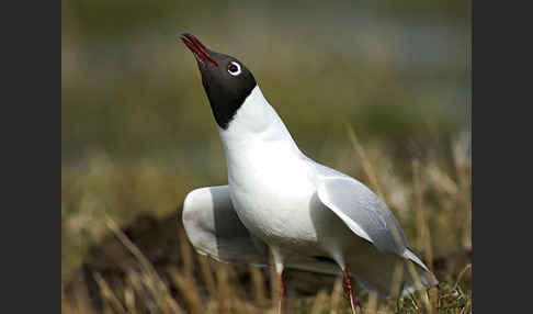 Lachmöwe (Larus ridibundus)