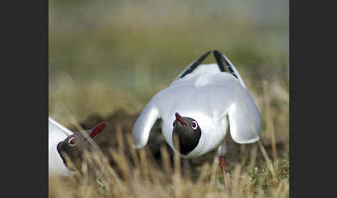 Lachmöwe (Larus ridibundus)