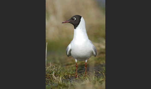 Lachmöwe (Larus ridibundus)