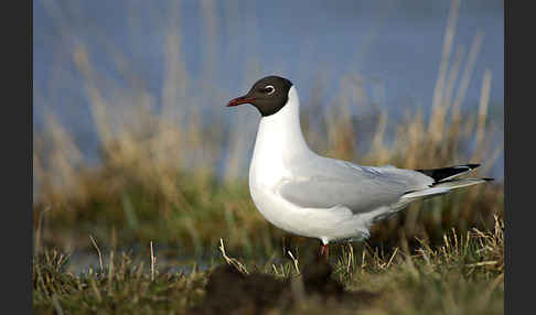 Lachmöwe (Larus ridibundus)