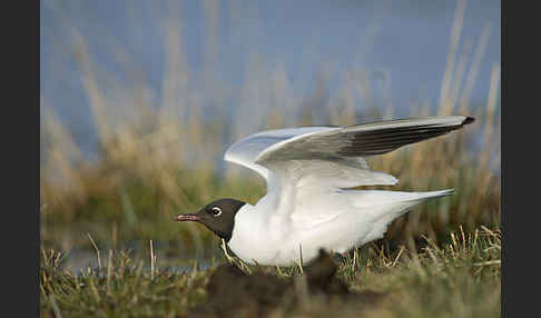 Lachmöwe (Larus ridibundus)