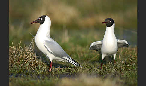 Lachmöwe (Larus ridibundus)