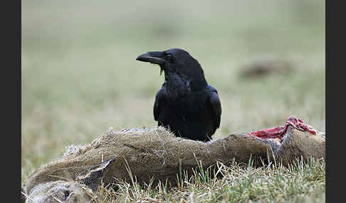 Kolkrabe (Corvus corax)