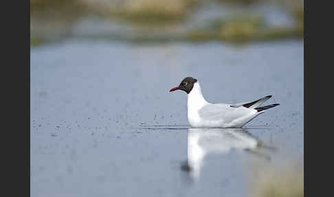 Lachmöwe (Larus ridibundus)