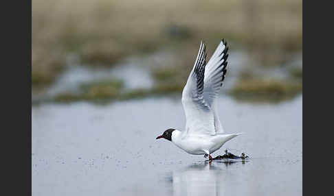 Lachmöwe (Larus ridibundus)