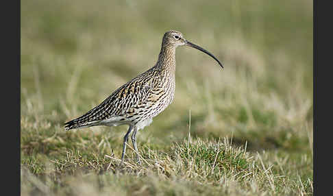 Großer Brachvogel (Numenius arquata)