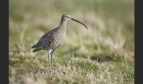 Großer Brachvogel (Numenius arquata)