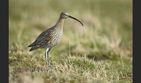 Großer Brachvogel (Numenius arquata)