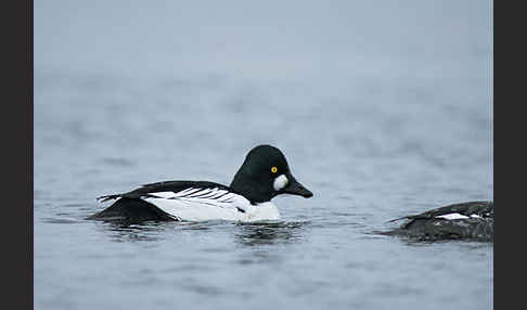 Schellente (Bucephala clangula)