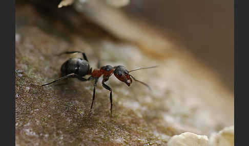 Rotbraune Wiesen-Waldameise (Formica pratensis)