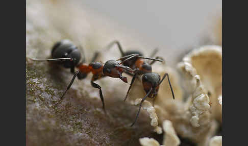 Rotbraune Wiesen-Waldameise (Formica pratensis)