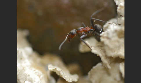 Rotbraune Wiesen-Waldameise (Formica pratensis)