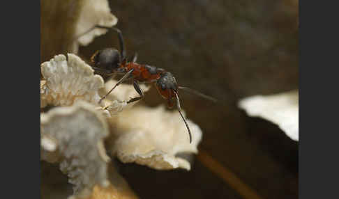 Rotbraune Wiesen-Waldameise (Formica pratensis)