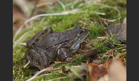 Grasfrosch (Rana temporaria)