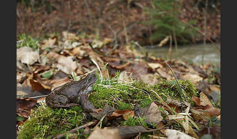 Grasfrosch (Rana temporaria)