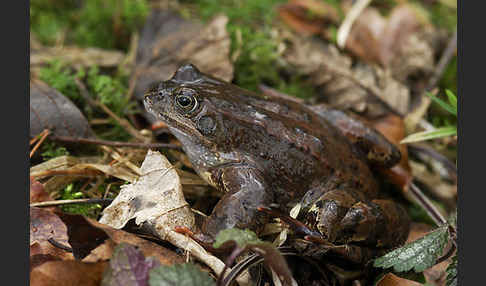 Grasfrosch (Rana temporaria)