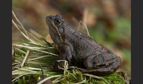 Grasfrosch (Rana temporaria)