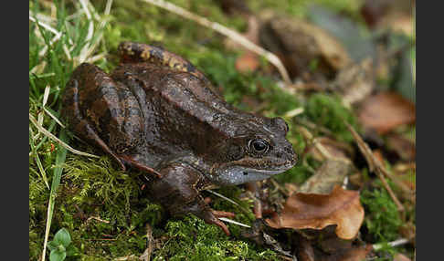 Grasfrosch (Rana temporaria)