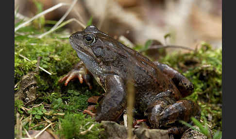 Grasfrosch (Rana temporaria)