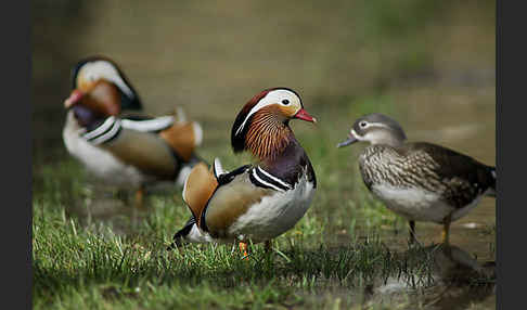 Mandarinente (Aix galericulata)